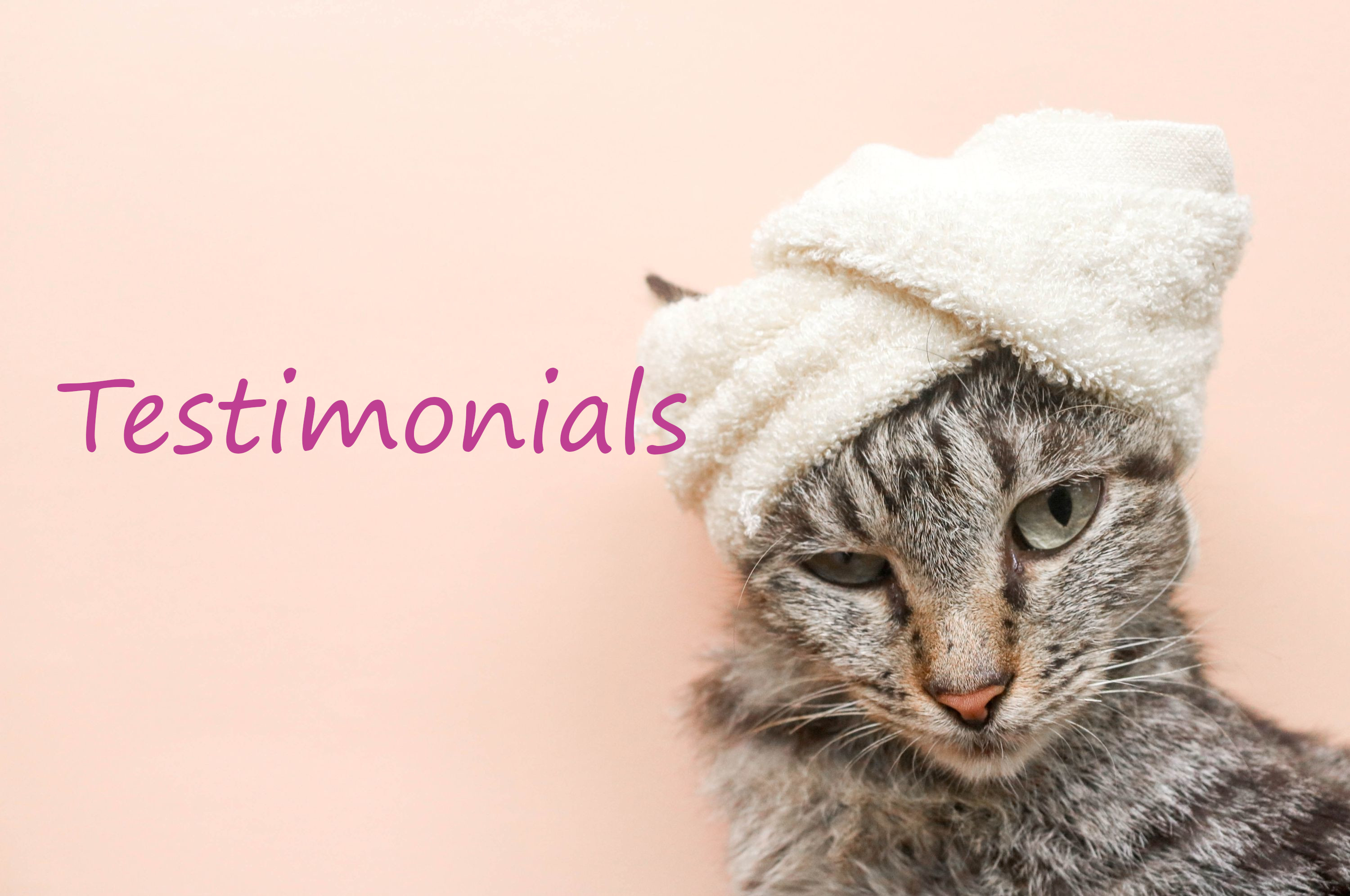 Testimonials Wet Cat Shutterstock 2432154681