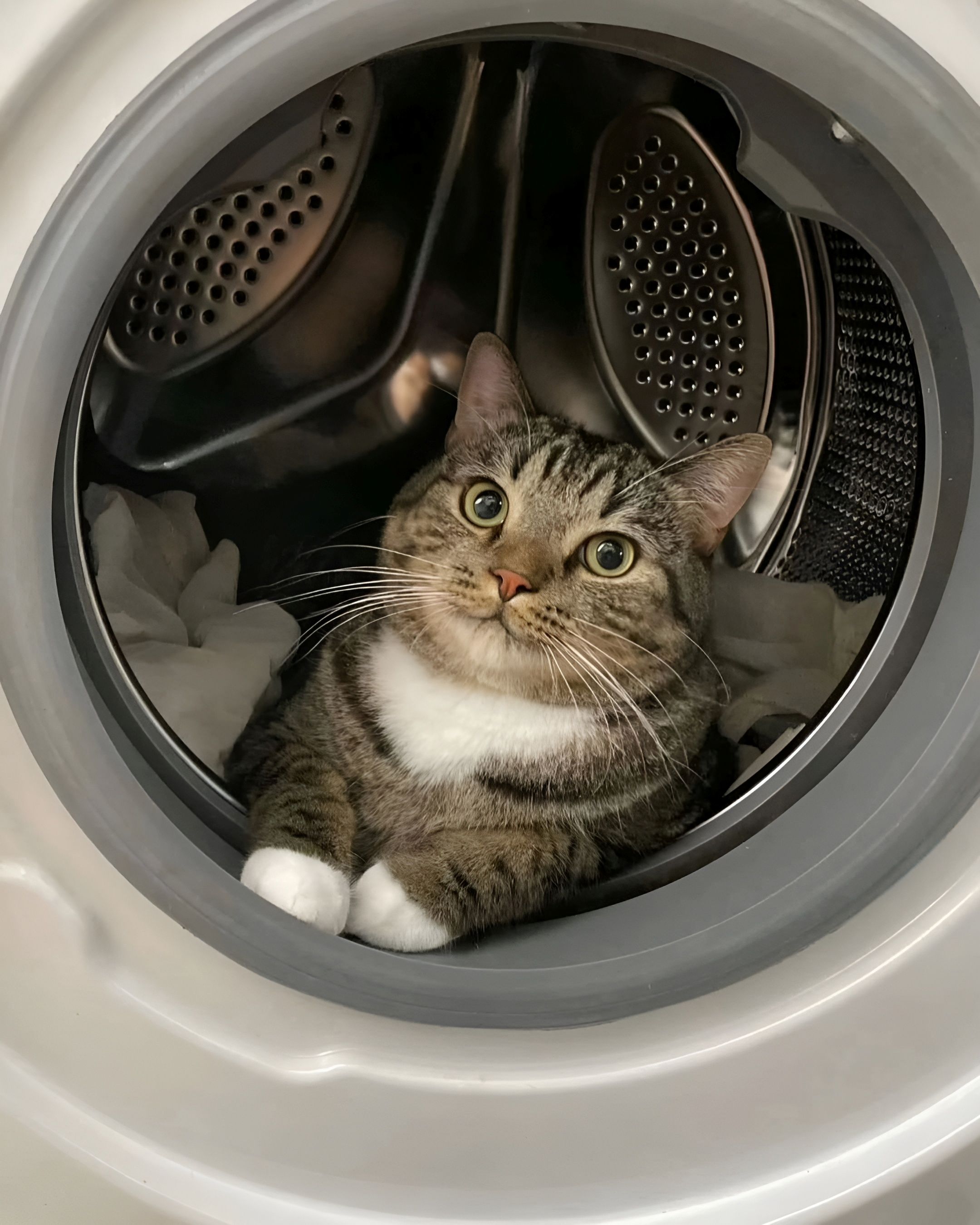 Cat Washing Machine Shutterstock 2549428181