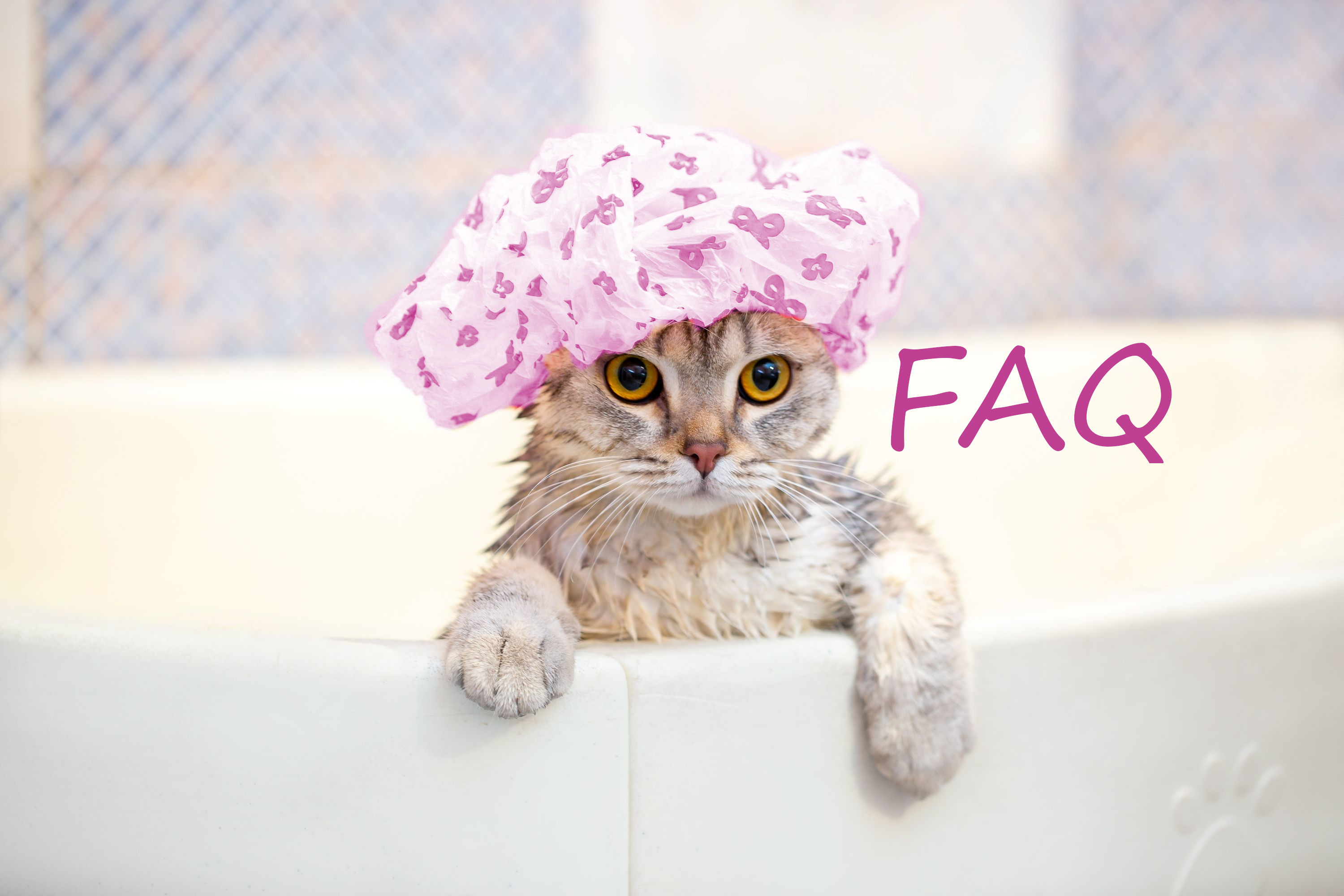 Wet Cat FAQ 2 Shutterstock 2210650703