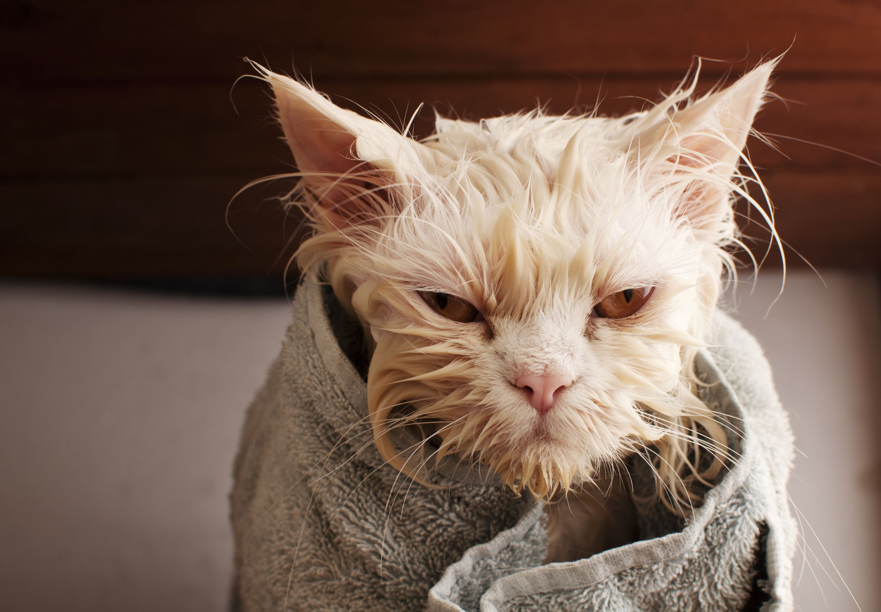 Wet Cat Shutterstock 182845139