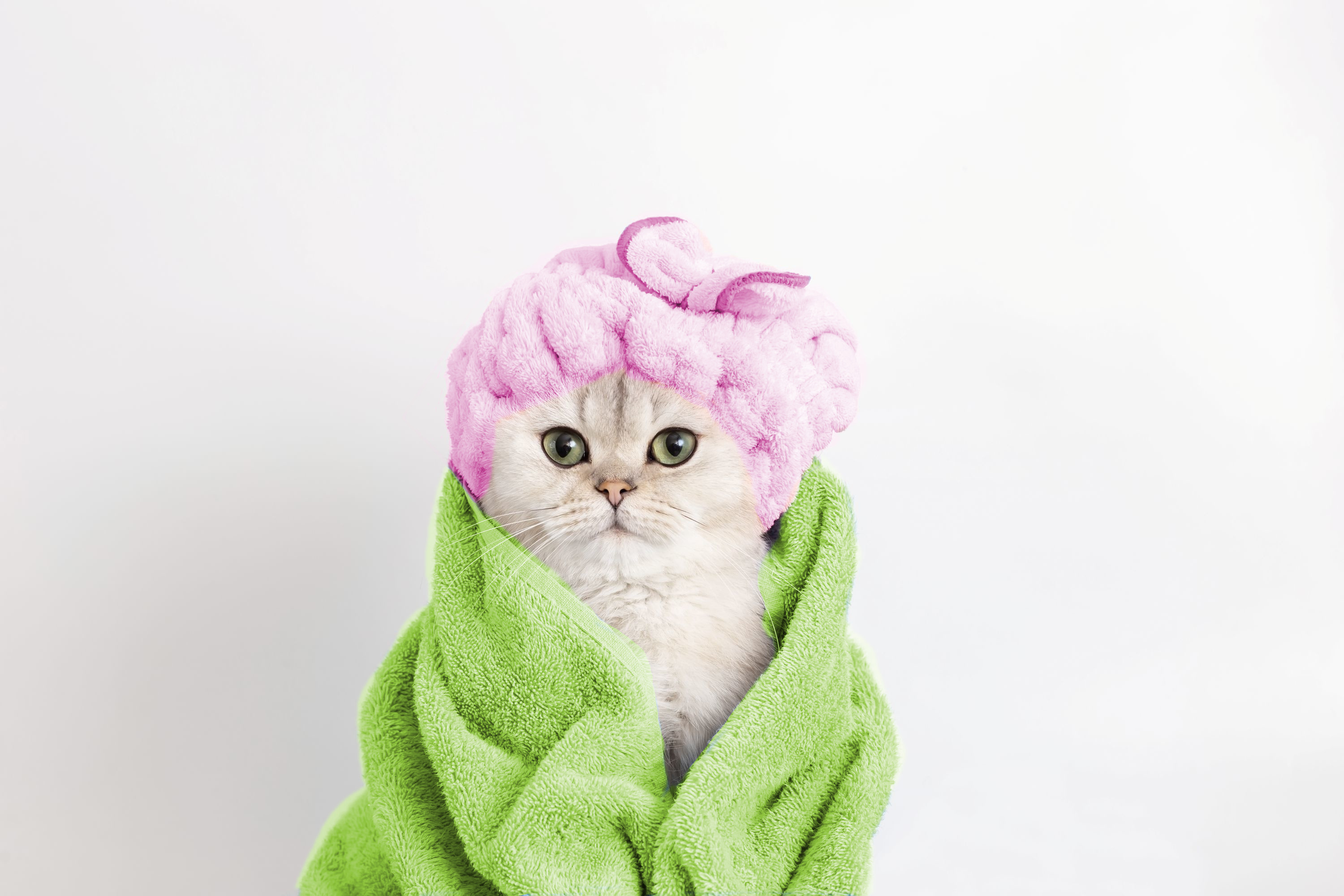 Wet Cat Colors 2 Shutterstock 2206219529