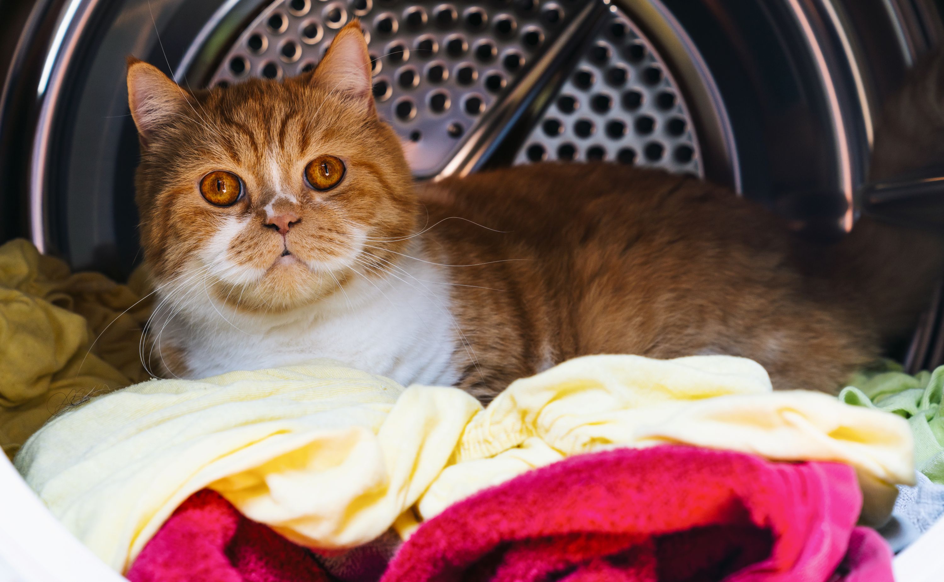 Cat In Washing Machine Shutterstock 1722307396